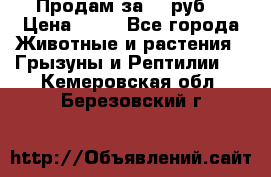 Продам за 50 руб. › Цена ­ 50 - Все города Животные и растения » Грызуны и Рептилии   . Кемеровская обл.,Березовский г.